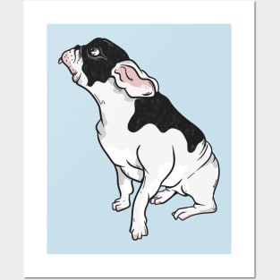 Black and white french bulldog Posters and Art